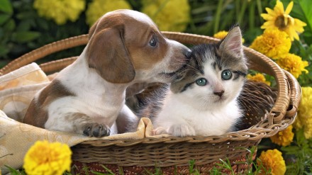 Puppy-And-Kitten-In-Basket-Animals-Picture.jpg